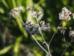 Sericocarpus tortifolius