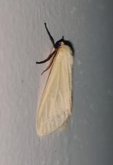 Pareuchaetes pseudoinsulata