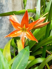 Hippeastrum petiolatum