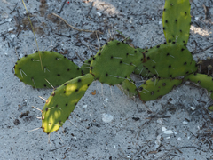 Opuntia austrina