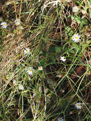 Symphyotrichum simmondsii