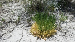 Astragalus megacarpus