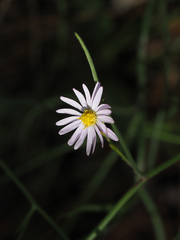 Symphyotrichum simmondsii