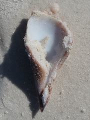 Strombus alatus