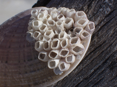 Amphibalanus venustus