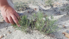 Eriogonum ephedroides