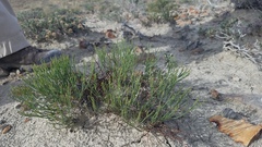 Eriogonum ephedroides