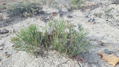 Eriogonum ephedroides