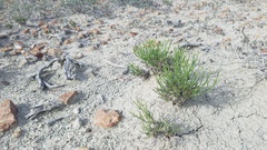 Eriogonum ephedroides