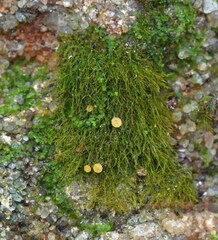 Coenogonium interplexum