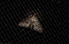 Voliba