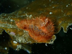 Madrella ferruginosa