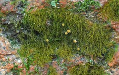 Coenogonium interplexum