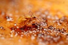 Dicyrtomidae