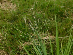 Panicum repens