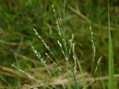 Panicum repens