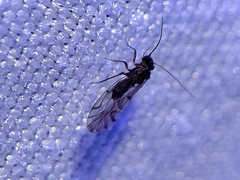 Lachesilla