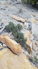 Thelesperma subnudum