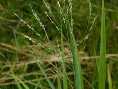 Panicum repens