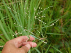 Panicum repens