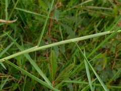 Panicum repens