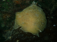 Pleurobranchaea maculata