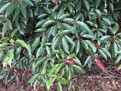 Elaeocarpus japonicus