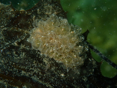 Polybranchia pallens