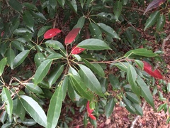 Elaeocarpus japonicus