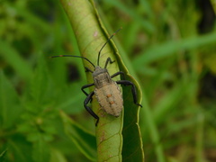 Anoplocnemis