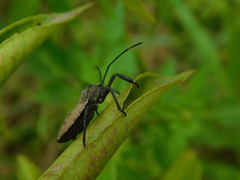 Anoplocnemis