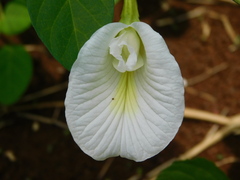 Clitoria ternatea albiflora