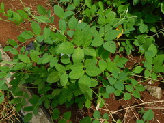 Clitoria ternatea albiflora