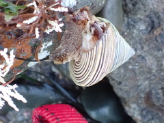Calliostoma canaliculatum