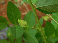Clitoria ternatea albiflora