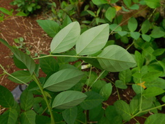 Clitoria ternatea albiflora