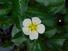 Ludwigia adscendens