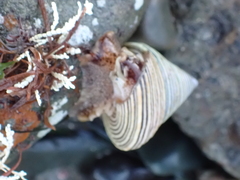 Calliostoma canaliculatum