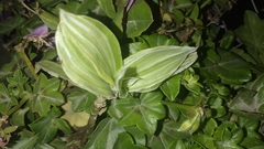 Acrisione denticulata