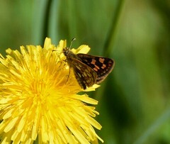 Carterocephalus mandan