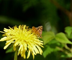 Carterocephalus mandan