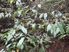 Prunus spinulosa