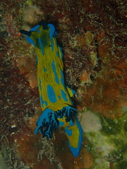Tambja verconis