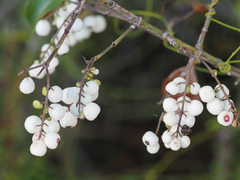 Chiococca alba