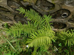 Strophocaulon unitum