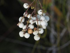 Chiococca alba