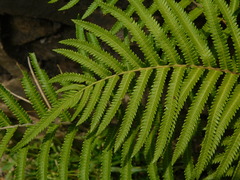 Strophocaulon unitum