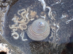 Calliostoma canaliculatum