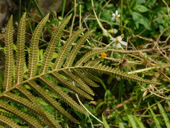 Strophocaulon unitum