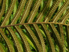 Strophocaulon unitum